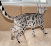 Bengal cat silber rosetted